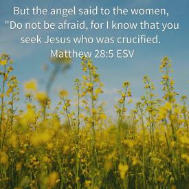 Matthew 28-5